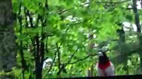 Rose-breasted grosbeak