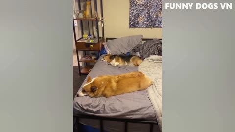 Funny cat funny dog funny animal