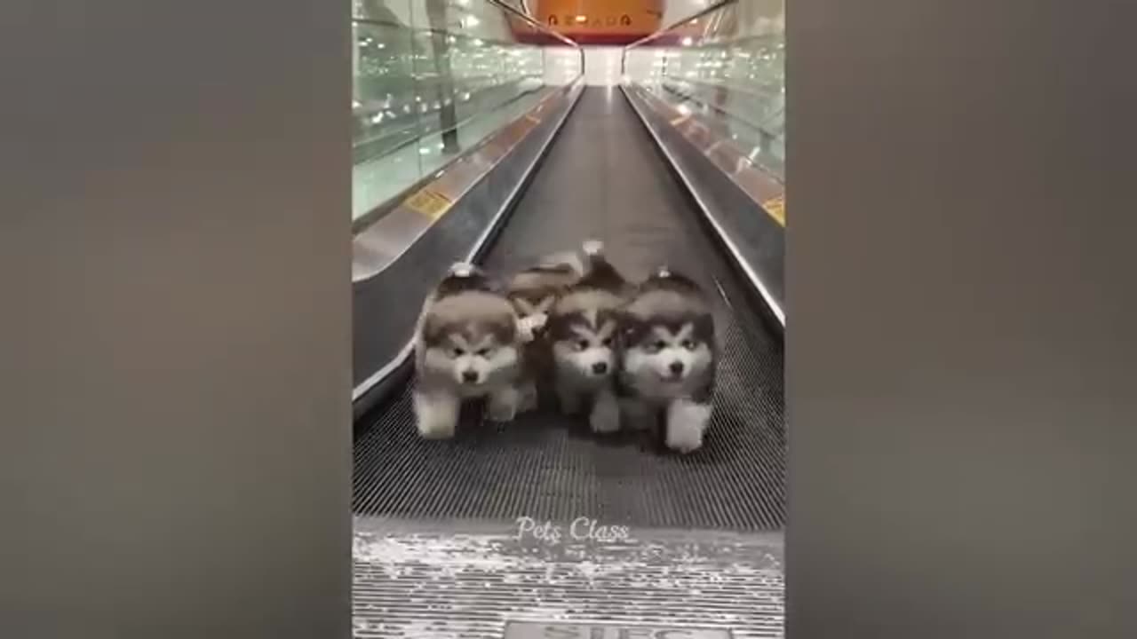 Funniest Animals 2023 π Funny Cats and Dogs Videos πΊπΆ Part 1