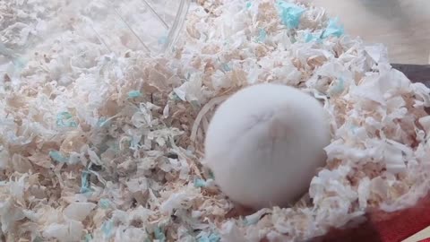 The shy little hamster shrank into a ball