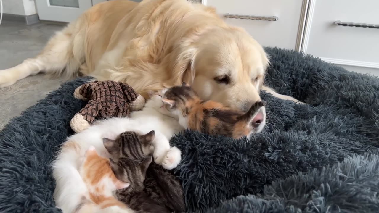 How the Golden Retriever and New Tiny Kittens Became Best Friends [Cutest Compilation]