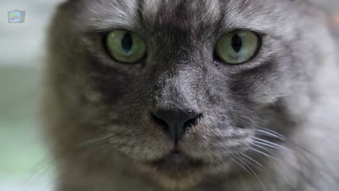 ❤Cat fanny video ❤new cat fanny videos❤very cute fanny fanny videos🥰🥰