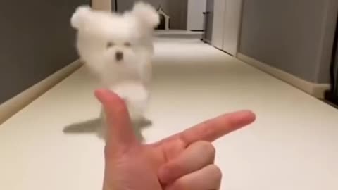 Dog training
