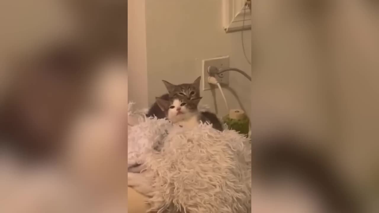 Cani e gatti divertenti prova a non ridere