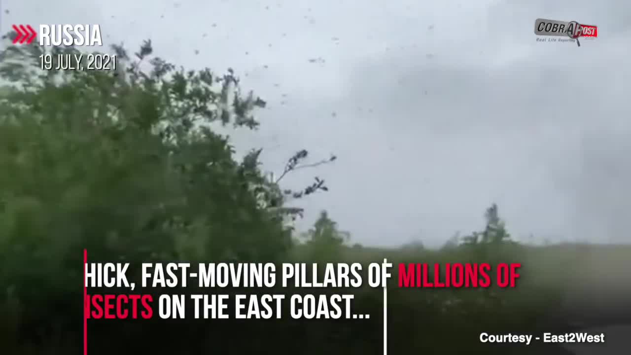 You may never seen a MOSQUITO TORNADO 😱