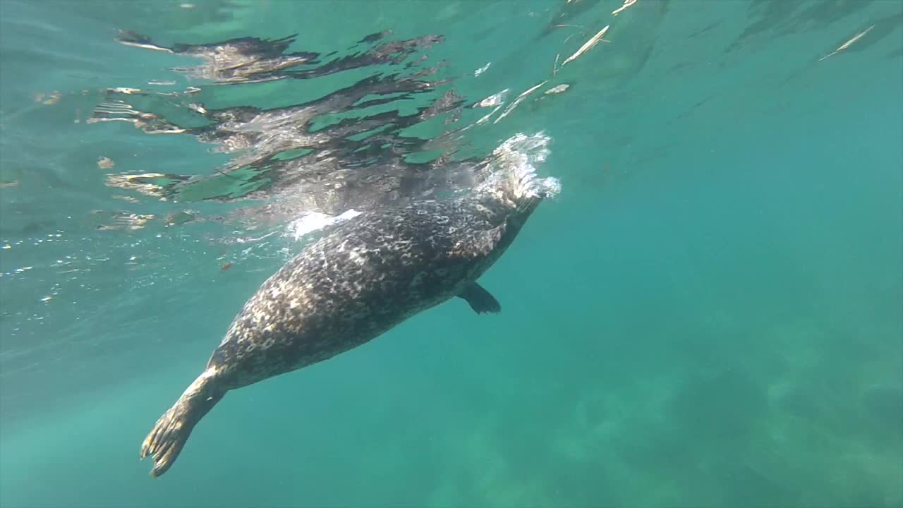 Diver's unique experience with playful seal