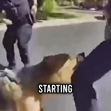 German Shepherd Attacks Police Officer, Clueless Owner Blames the Cops