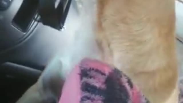 Street Dog jump into a car to be Rescue