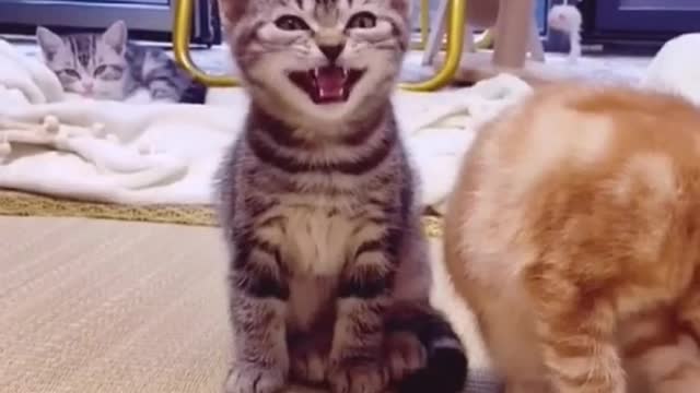 Cute and Funny Cat Videos to Keep You Smiling! 🐱 part 3