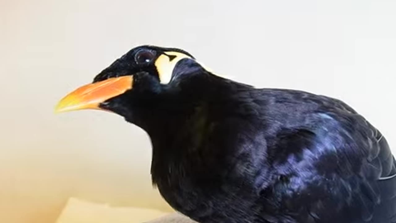 Bird Speaking Japanese