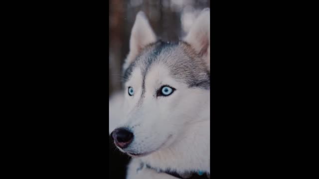 π€£π€£π€£π€£πΆπΆπΆπππ funny dog video funny video dog