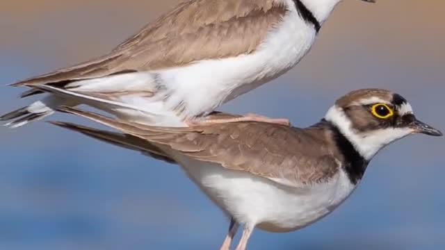 Golden orbital plover