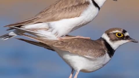 Golden orbital plover