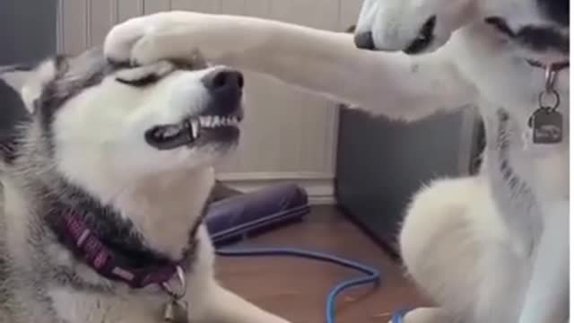 Funny dog video