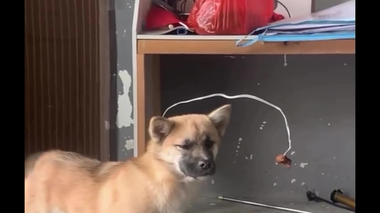 Dog mindset