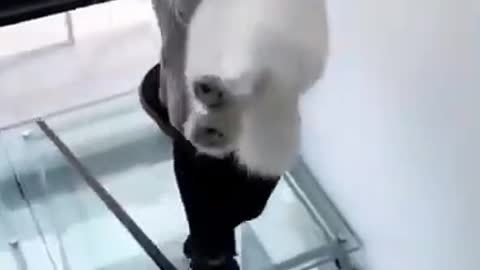 FUNNIEST ANIMAL ON TIKTOK 2022