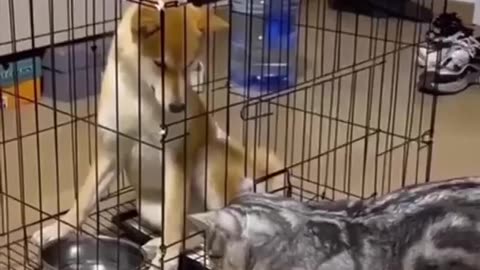 TRY NOT TO LAUGH 😆 Best Funny Videos Compilation 😂😁😆