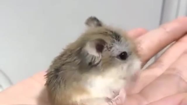 Cute little hamster