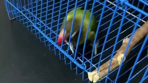 Intelligent bird acting funny