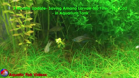 9 Months Update - Saving Amano Larvae - No Filter - No Co2 - in Aquarium Tank