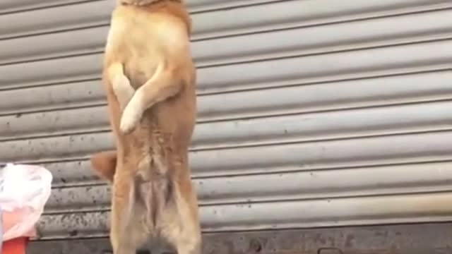 the greatest creatures man has ever come into contact with