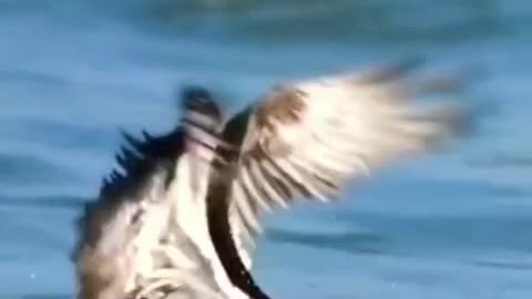 Cormorants rob Osprey of fish