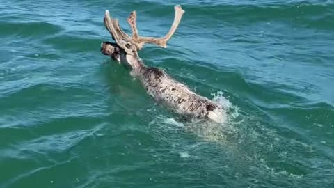 Caribou Goes For A Swim