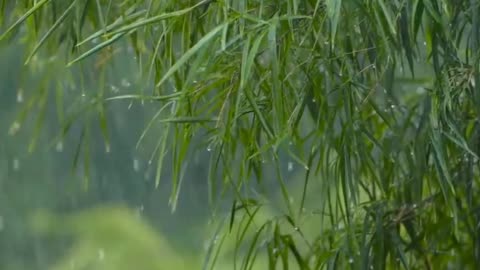 Tree rain foliage drops tropical