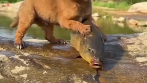 Dog fish