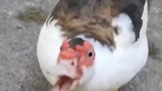 Angry Muscovy duck.