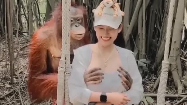 Video kocak humor monkey sex