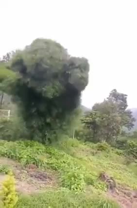 Shorts - Bush Comes Alive