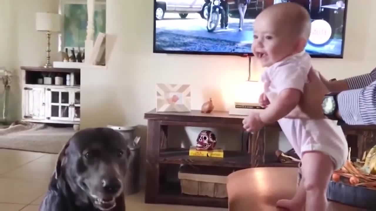 Funny Animals and Babies Videos