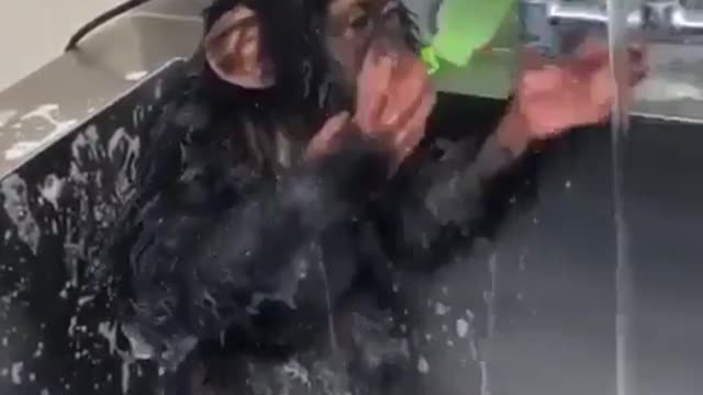 Mr. Monkey