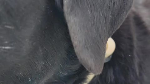 My Dog Loves Treats