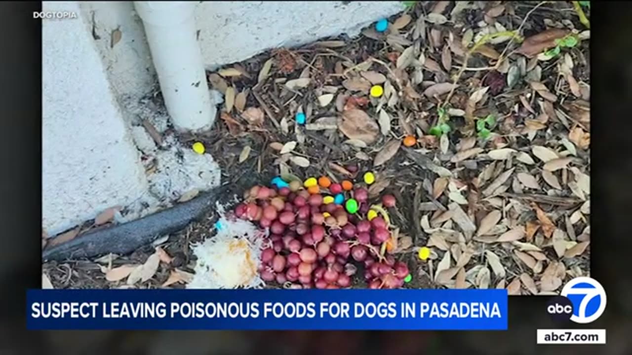 Animal cruelty suspect leaving poisonous foods for dogs in Pasadena