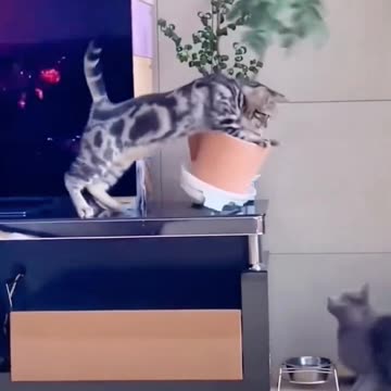 "Purrrfect Comedy Catastrophe: When Hilarious Cats Turned Show Pots into Shambles!"