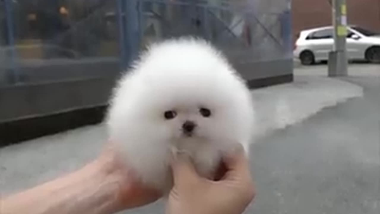 Pomeranian white cute puppy🐕🐕