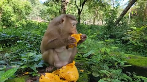 Adorable Baby Monkey Robin Loves Eating Fruit - So Cute And Tasty!