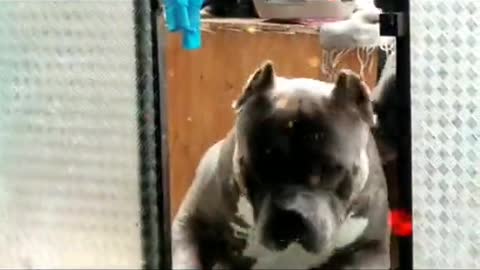American Bully XL, Es DROGON !