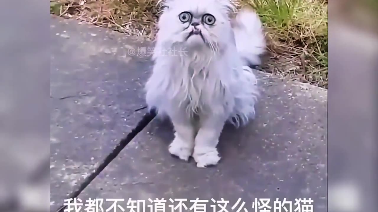 ugly pets (Hot China Videos)