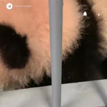 Baby Panda struggling to get out of the tub 😊