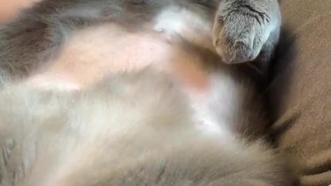 The lovely cat can touch the belly