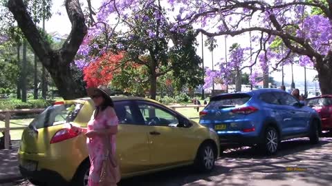 Jacaranda Season in Sydney Spring