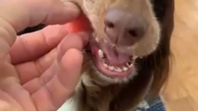 Long haired dachshund loves watermelon