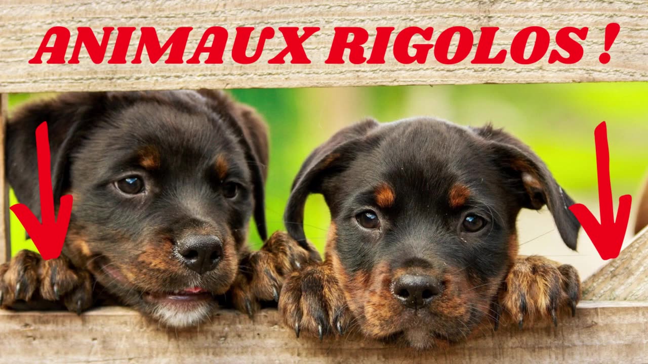 Vidéo drôle 🤣 Animaux rigolos ❤️ Chien marrant 🐶 Chat mignon 🐱 Chaton🐈