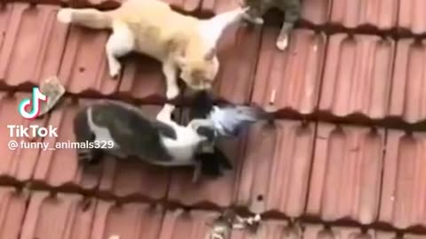 Funny Animal Videos