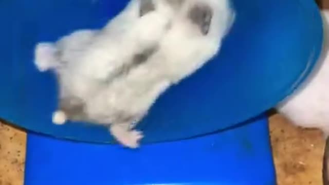 HamsterPlayingWheelsRunnnnnnn#hamster#hamsters#hamsterwheel