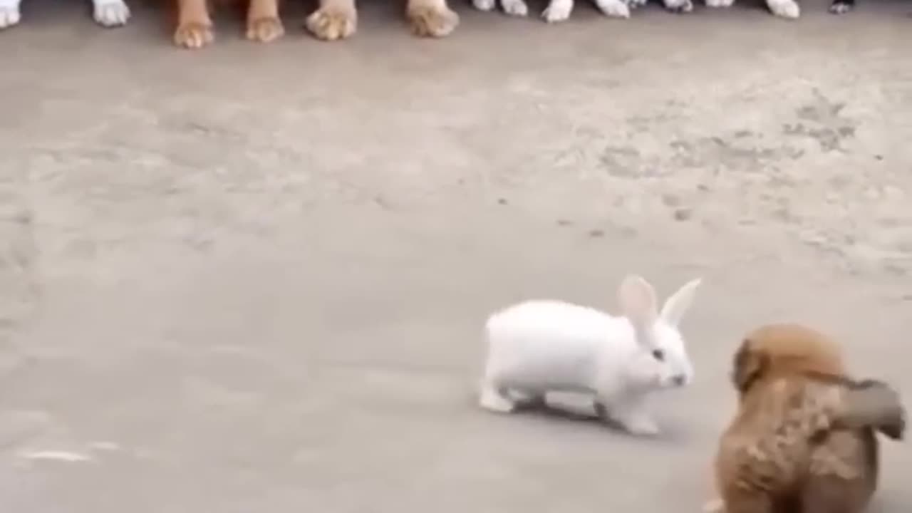 Funny Rabbits are going to Challenge the puppy.