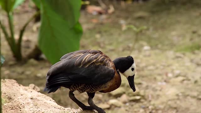 A little bird jumps